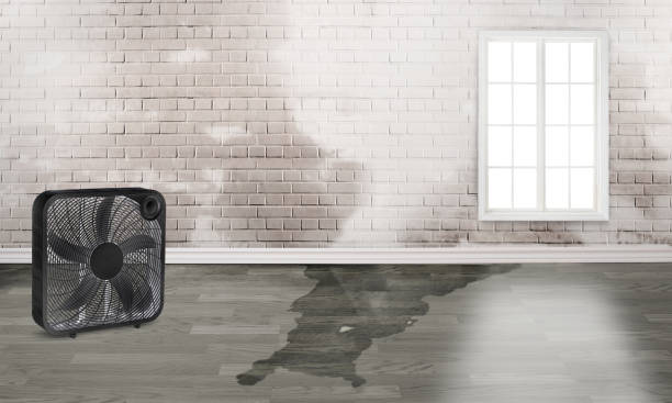 Best Local water damage restoration  in Bright, IN