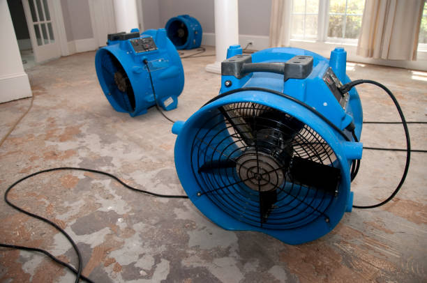 Best Water damage contractors near me  in Bright, IN