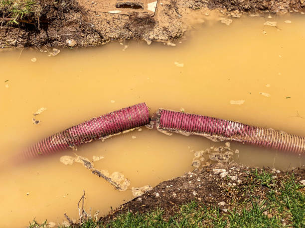 Best Sewage cleanup and water damage restoration  in Bright, IN